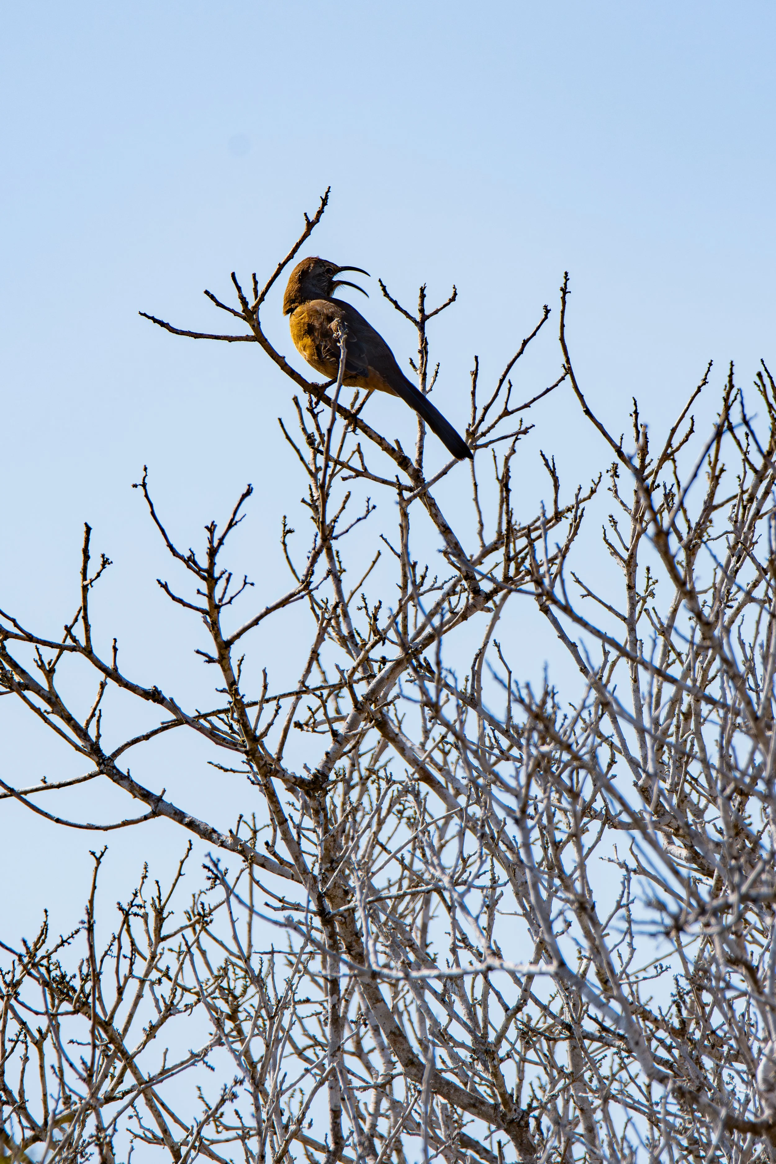 Did you know? California Thrashers are talented singers that can produce a wide variety of sounds, including imitations of other birds.