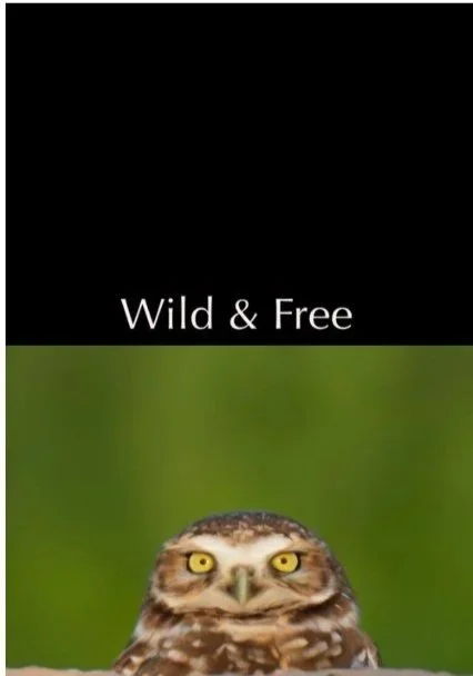 Wild & Free guided nature journal featuring an owl photographed in Southern California. Original wildlife photography with mindfulness prompts designed to inspire reflection, gratitude, and a deeper connection with nature.