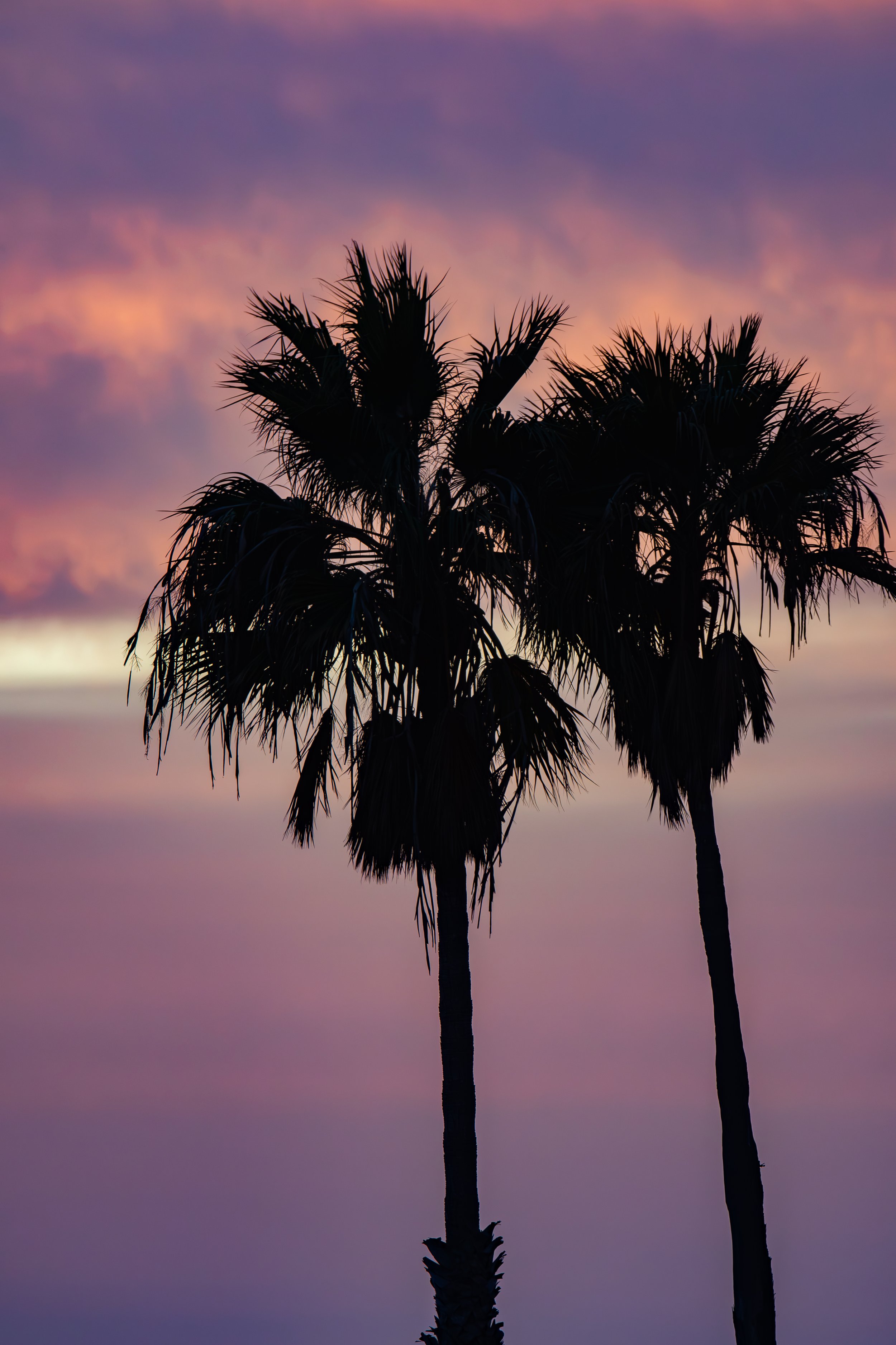 These palm trees look like shadows, can you see their leaves?