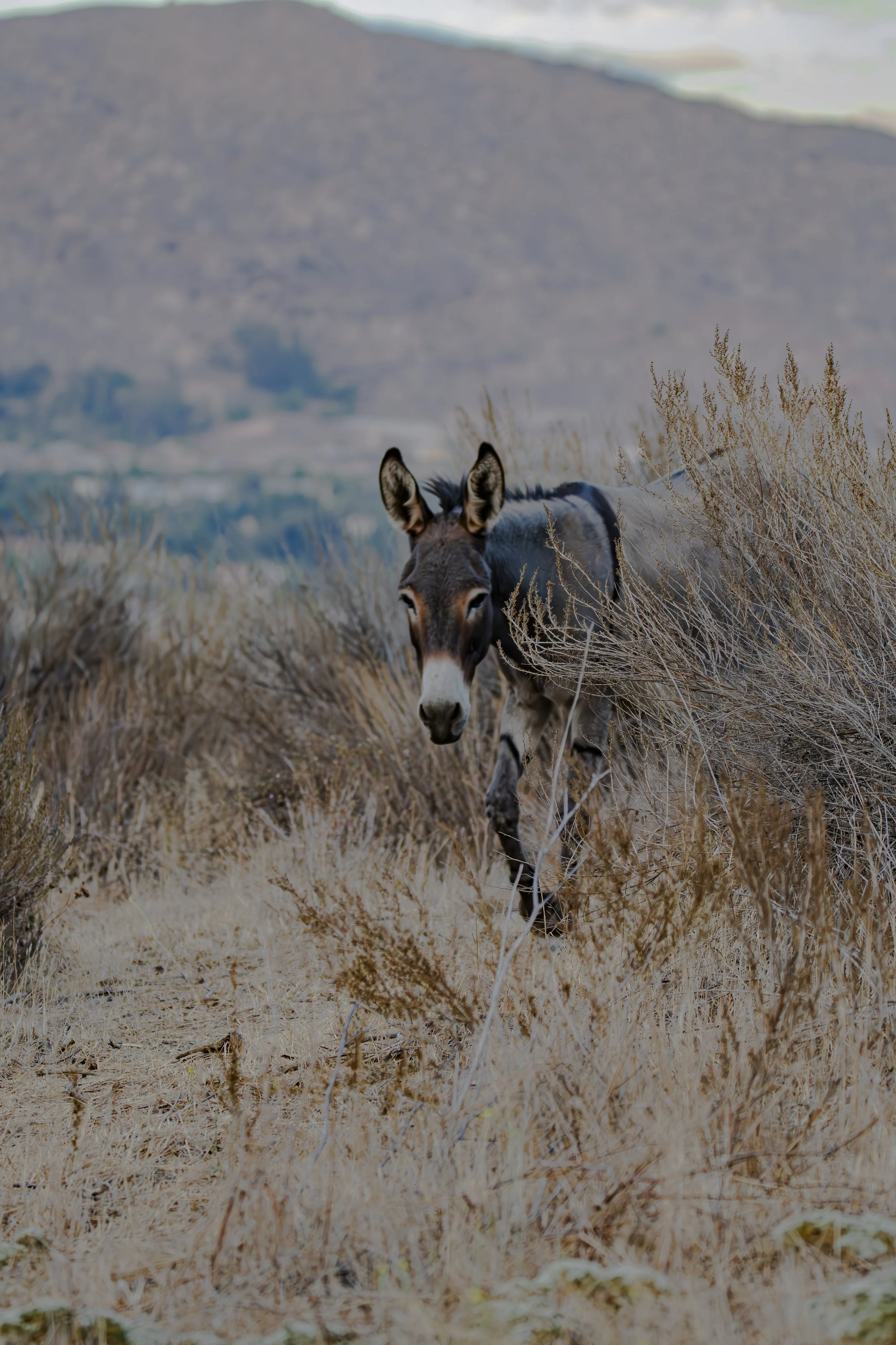 What helped the donkey hide?