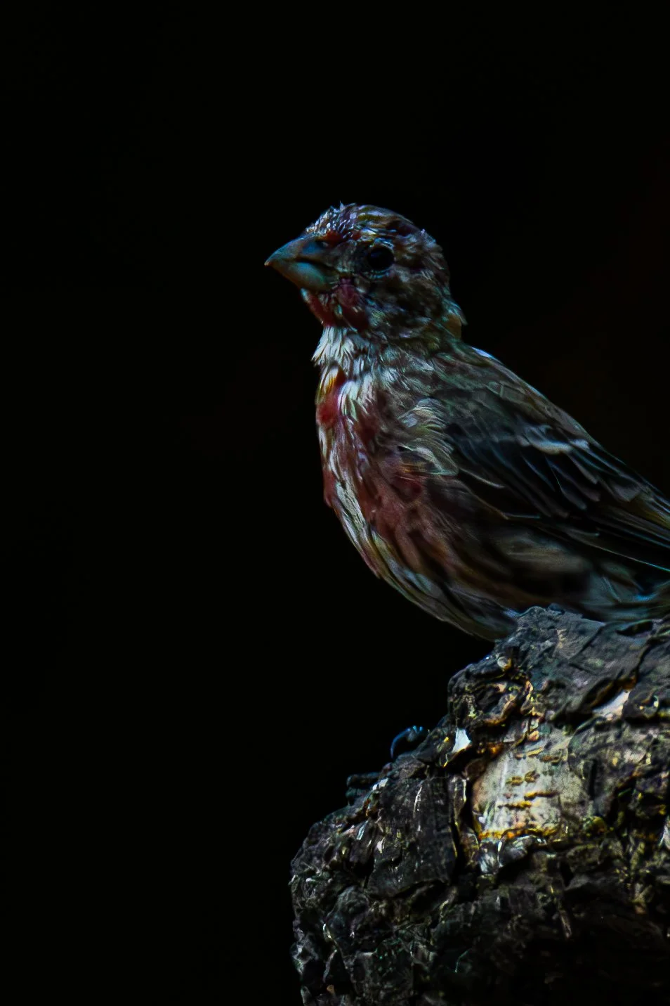 This bird found a tiny place to rest. Where would you rest if you were a bird?