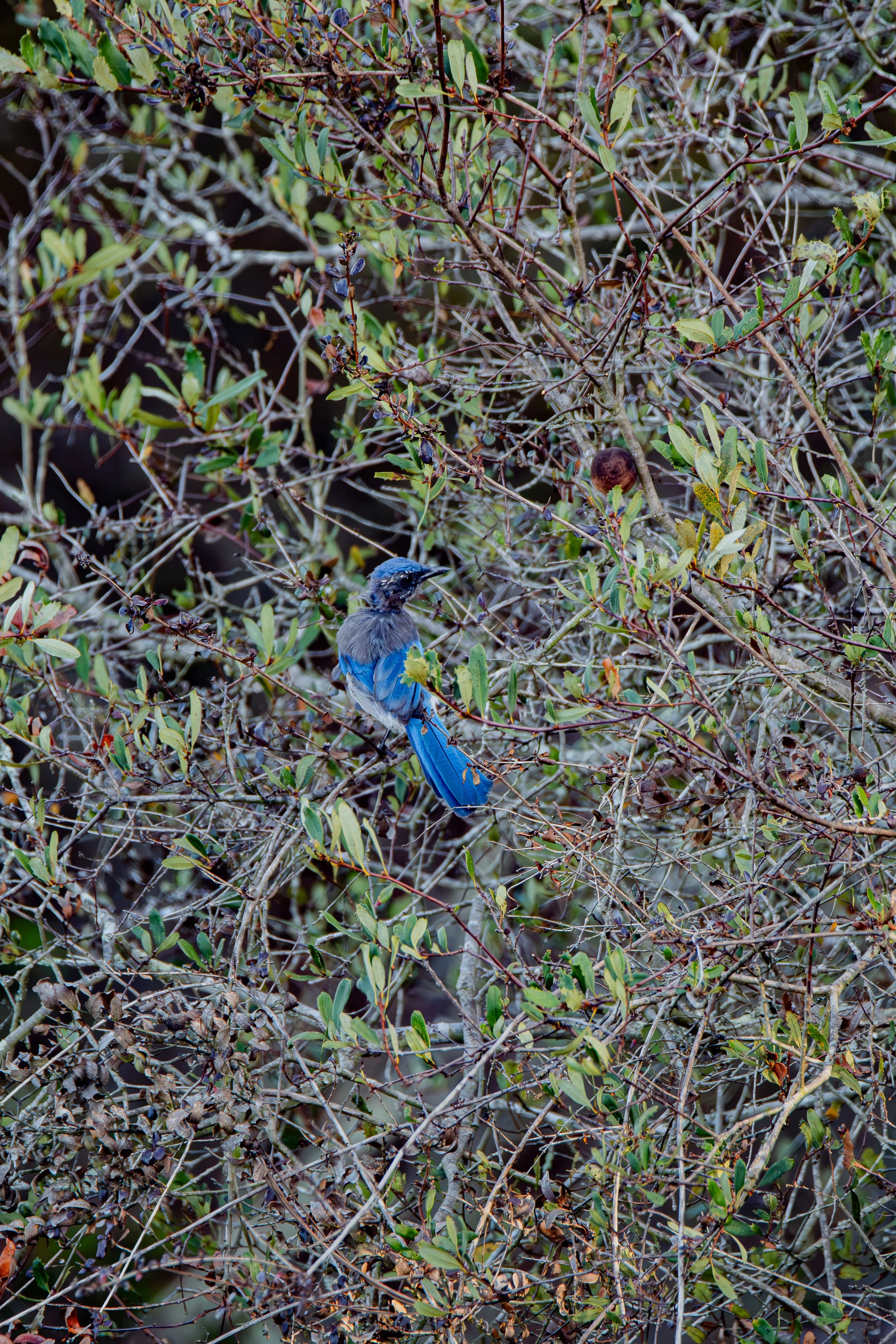 Can you find the little flash of blue among the branches?