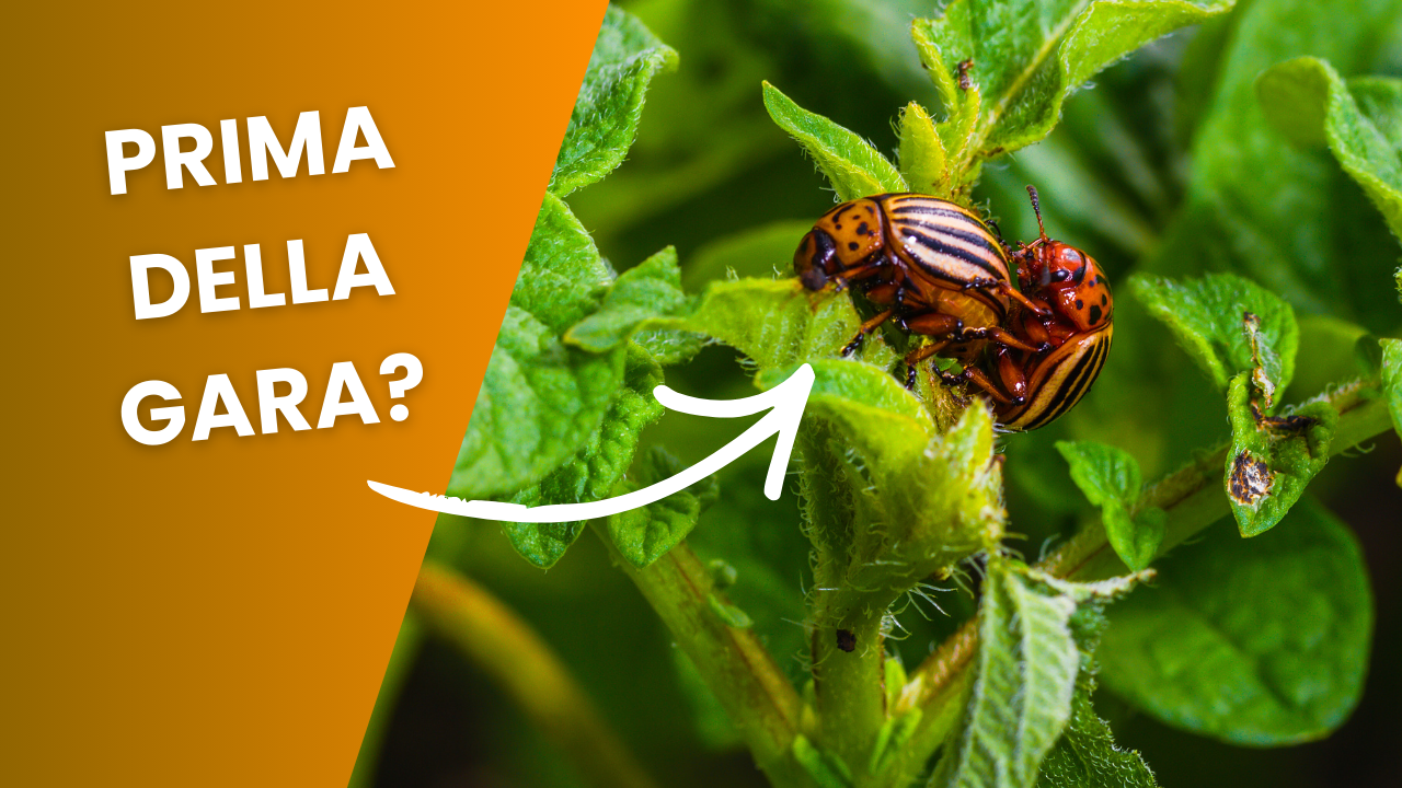 Rapporti sessuali e prestazione sportiva