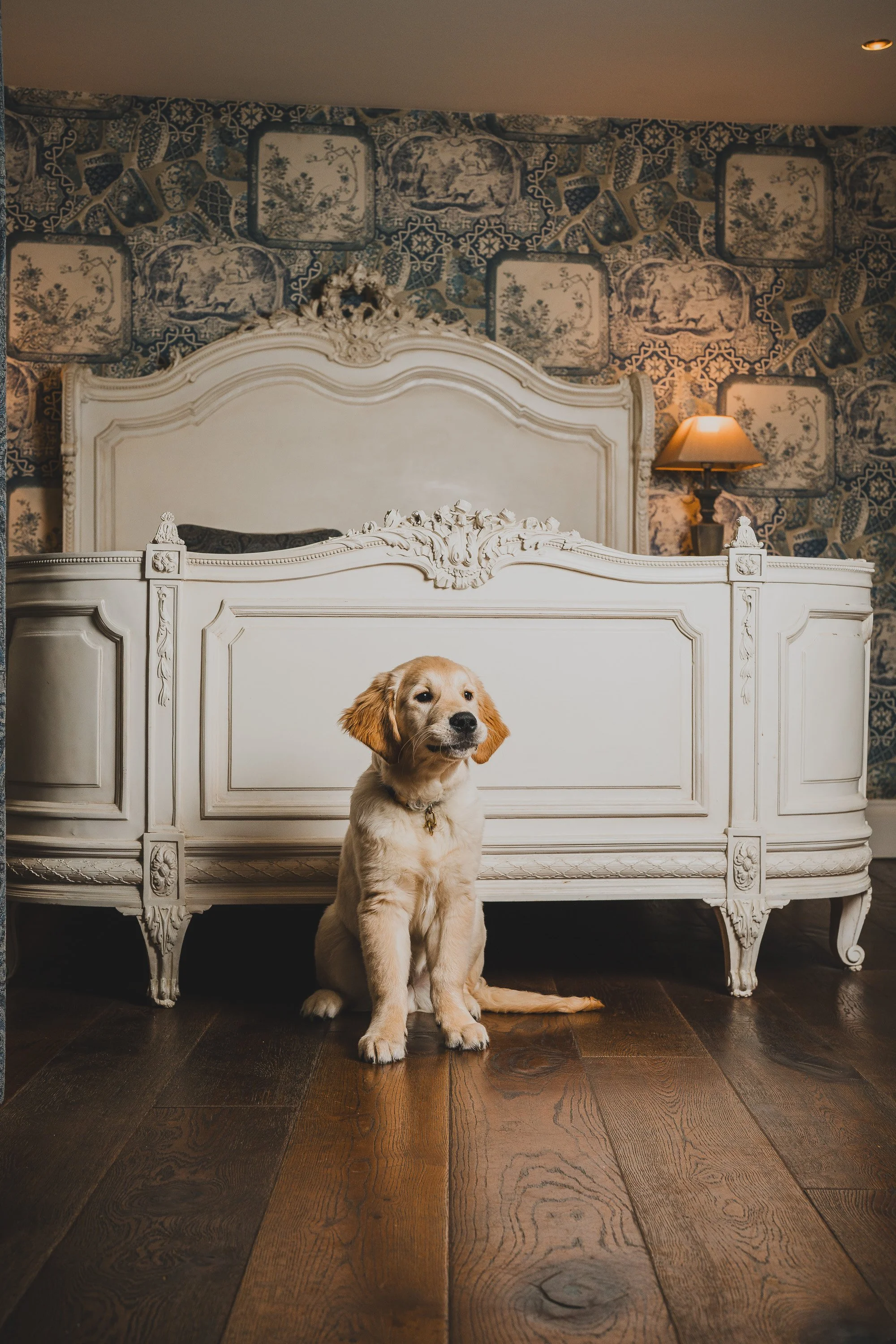A golden retriever puppy sitting in front of a vintage white ornate bed, with a floral wallpaper background and a bedside lamp.