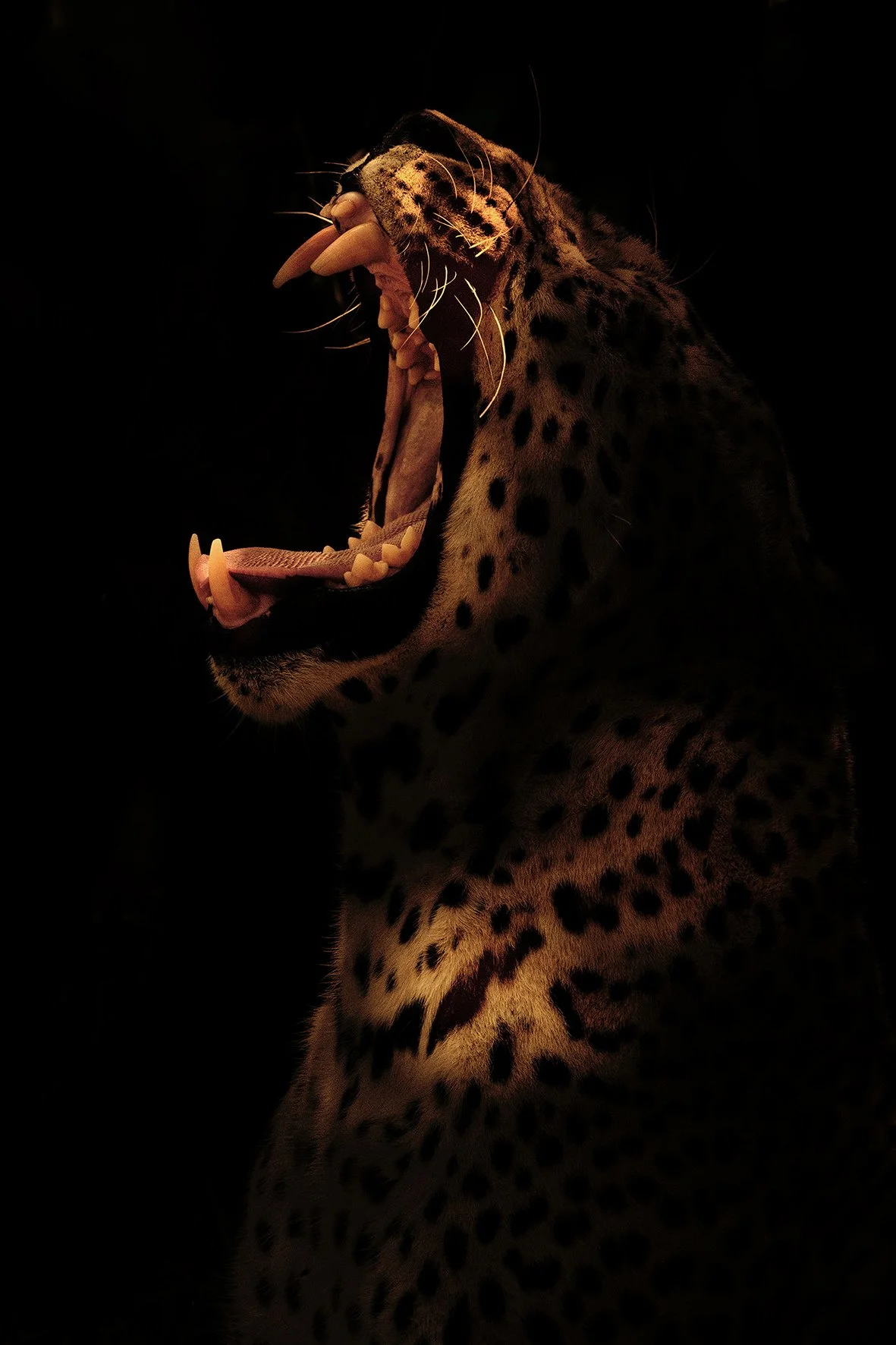 RUGIR DE PLAISIR, PRIX HAHNEMUHLE, ART CAPITAL, SALON DES ARTISTES FRANÇAIS 2026