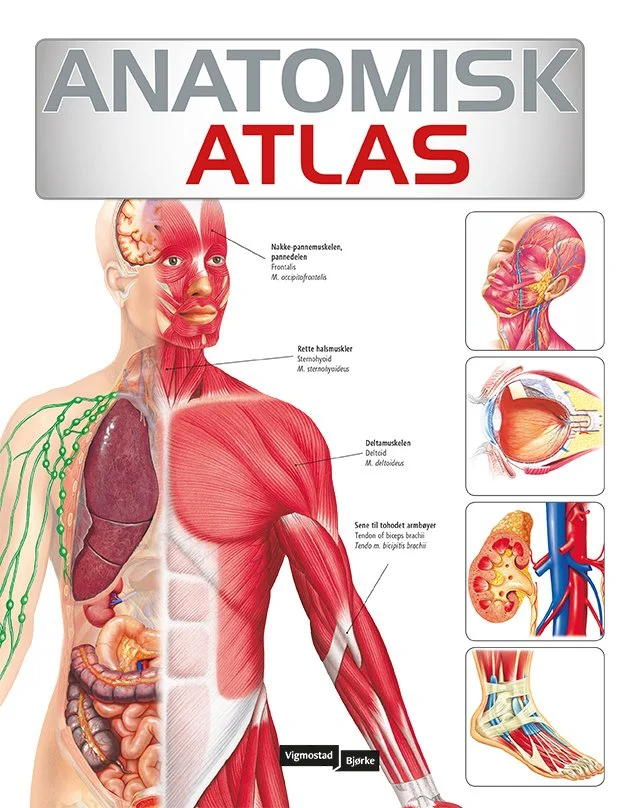 FrontAnatomisk_Atlas+FLEXI808.jpg