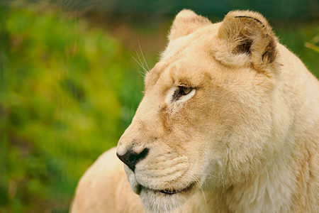 Credit: Wildheart Animal Sanctuary