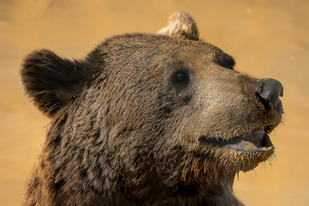 Credit: Wildheart Animal Sanctuary