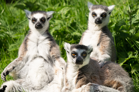 Credit: Wildheart Animal Sanctuary