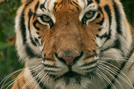 Credit: Wildheart Animal Sanctuary