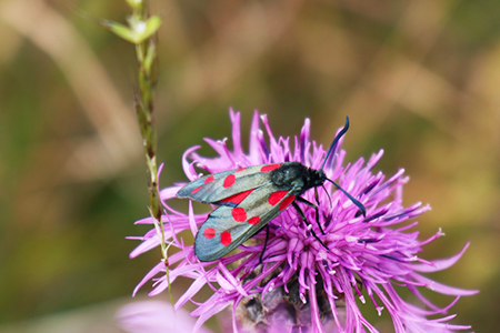 Credit: Paul Coueslant