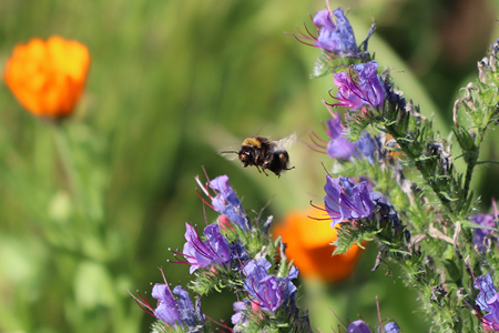 Credit: Paul Coueslant