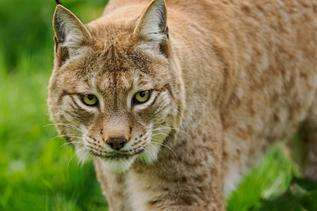 Credit: Wildheart Animal Sanctuary