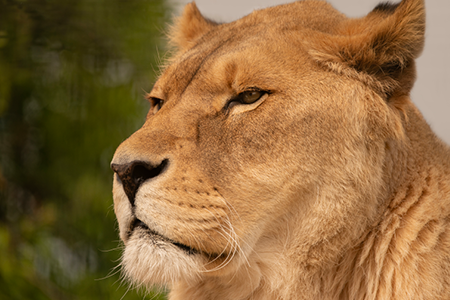 Credit: Wildheart Animal Sanctuary