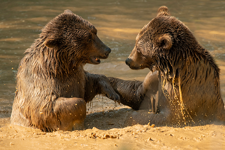 Credit: Wildheart Animal Sanctuary