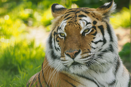 Credit: Wildheart Animal Sanctuary