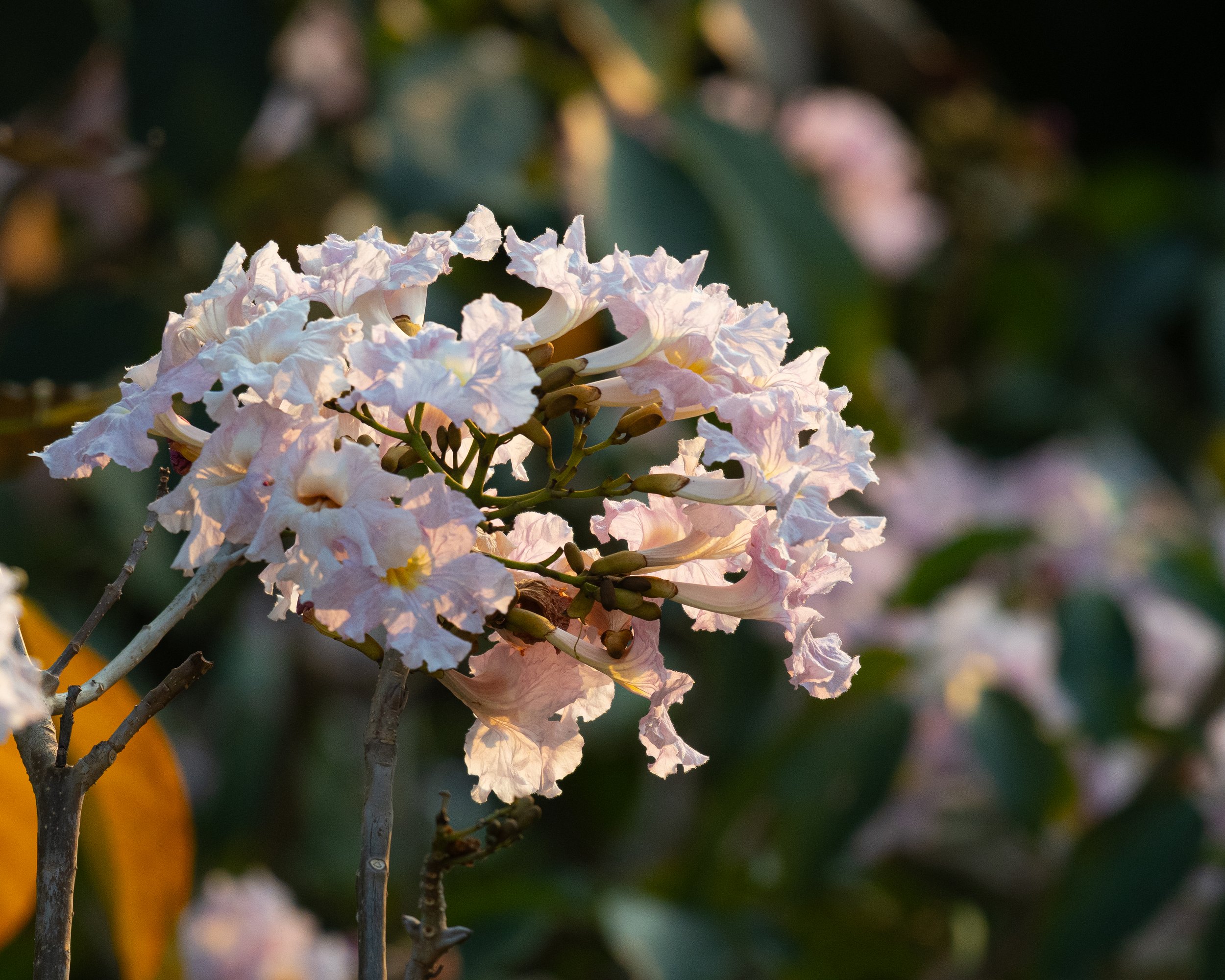 The Art of Blooming Together