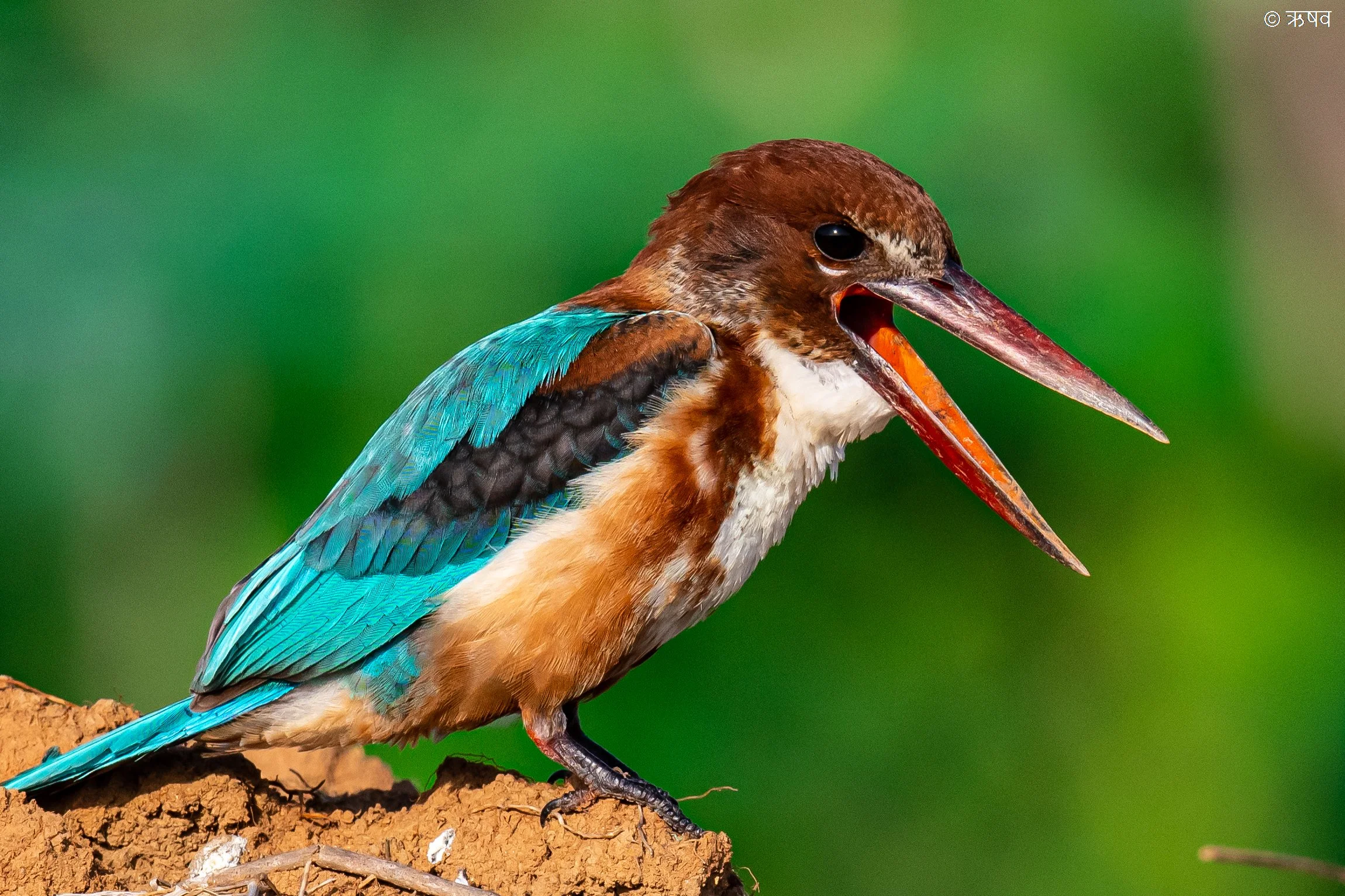 Guided Nature Walk