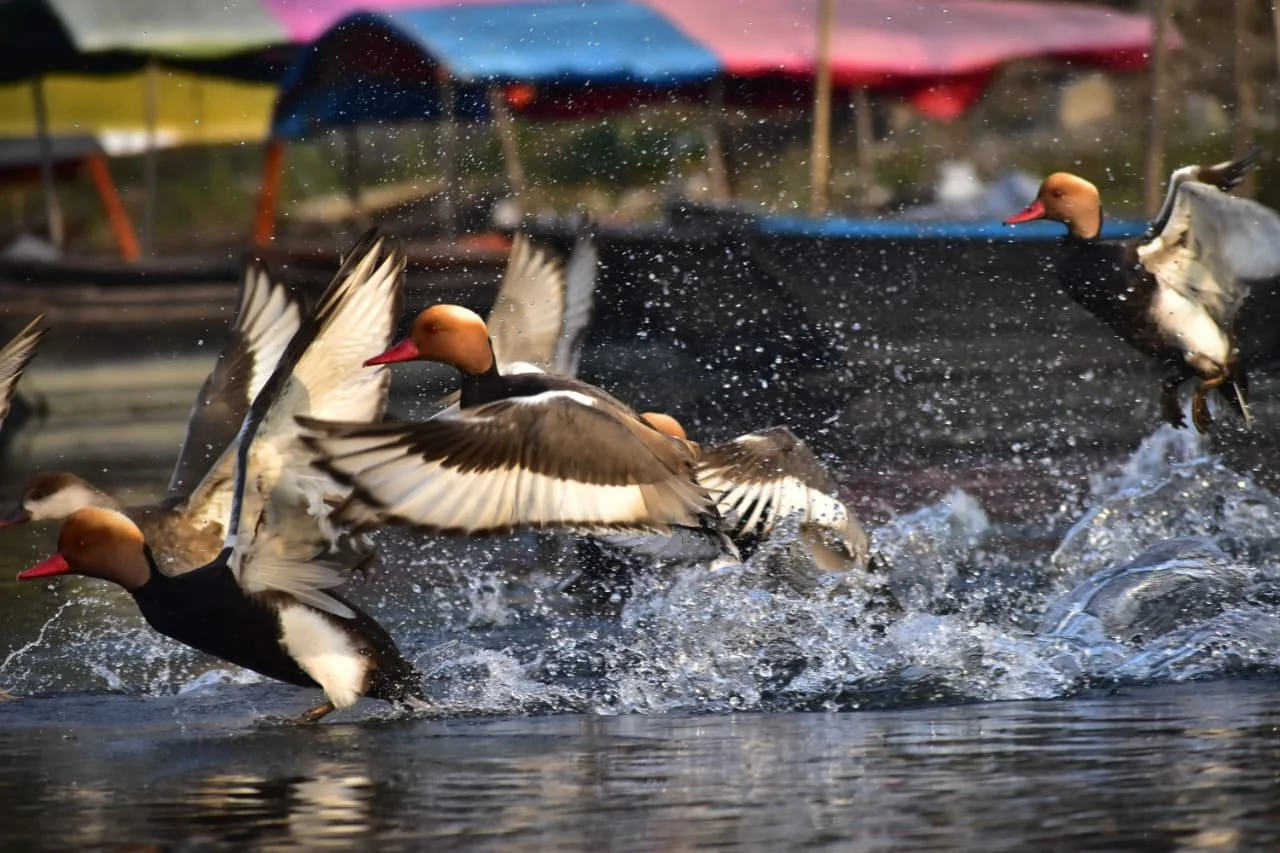 Birdwatching as a Form of Ecotherapy