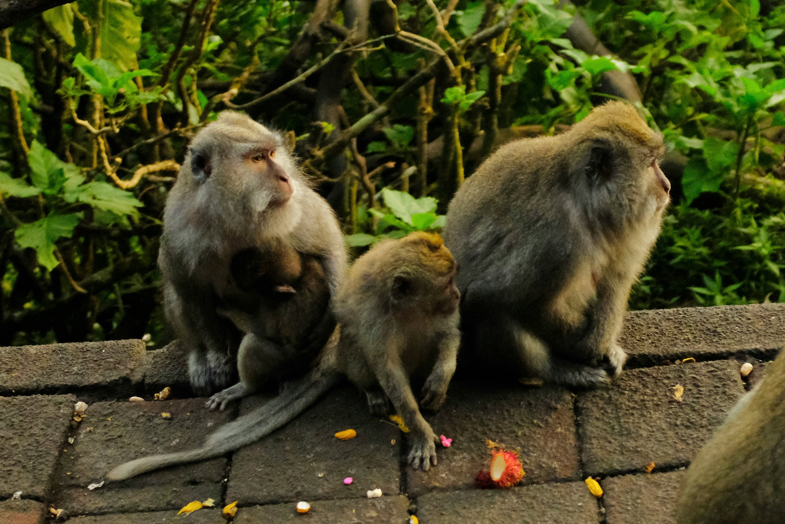 bali-ubud-sacred-monkey-forest-vivenza.png