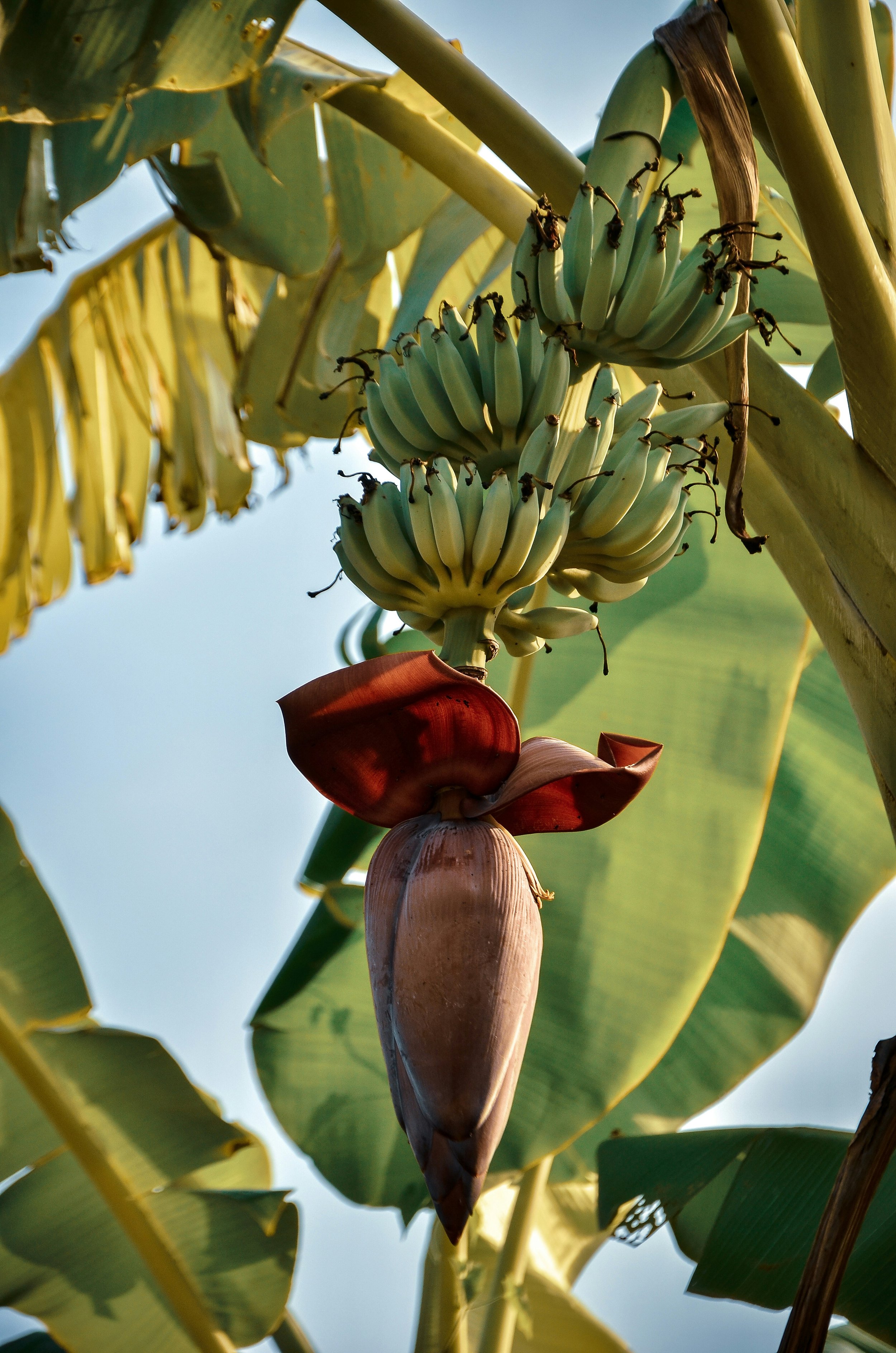bali-banana-flower-tropical-nature-vivenza.png