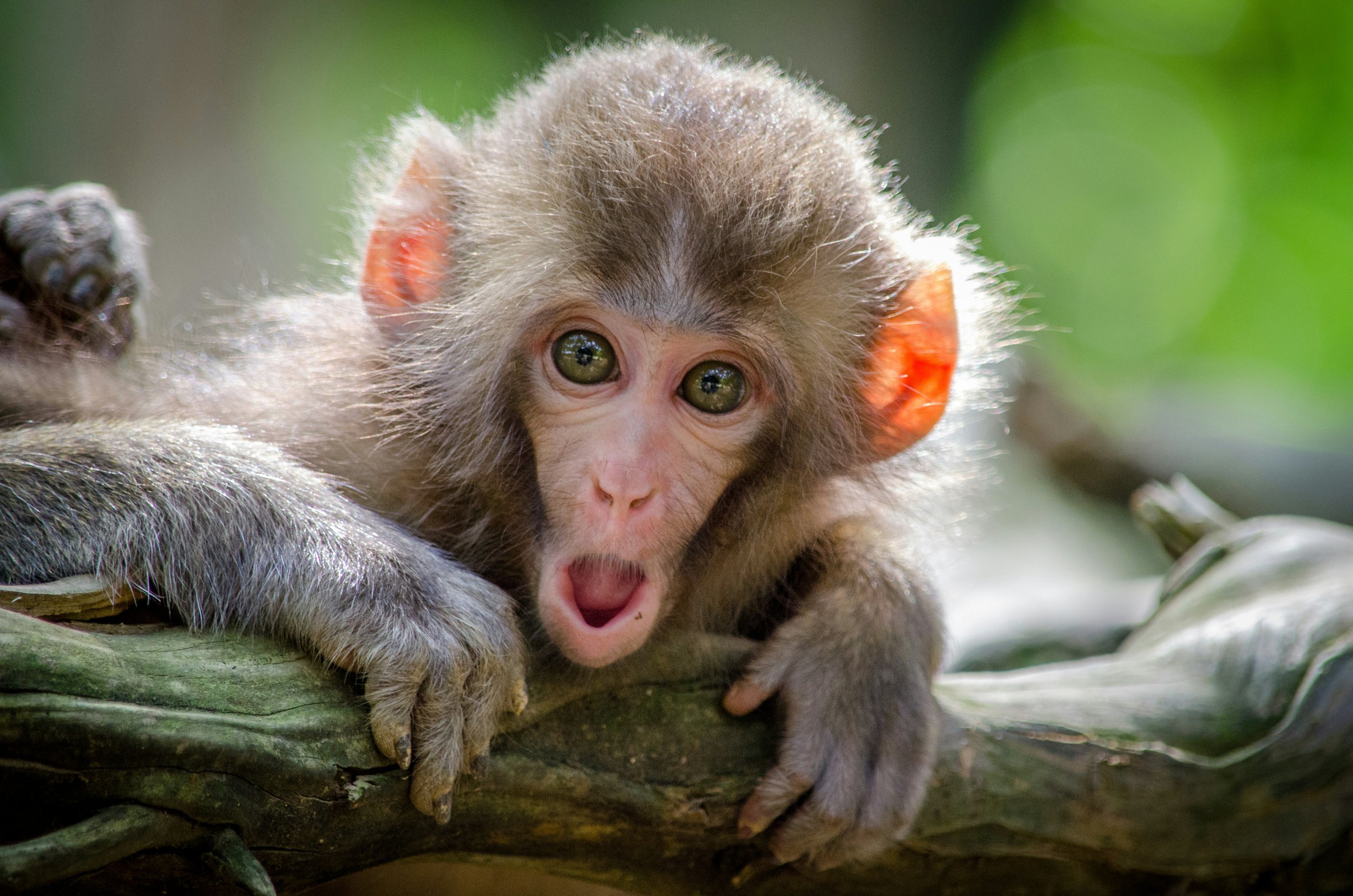 thailand-sacred-monkey-forest-vivenza.png