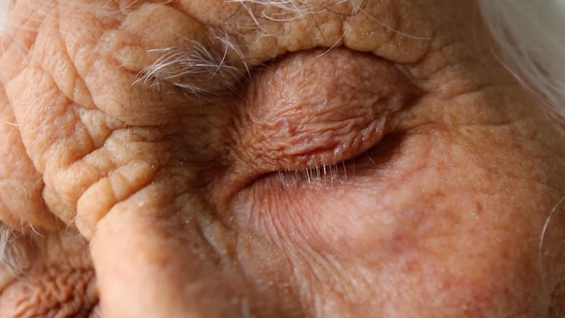 Doreen's Garden, Film Still [07:39], 2024 