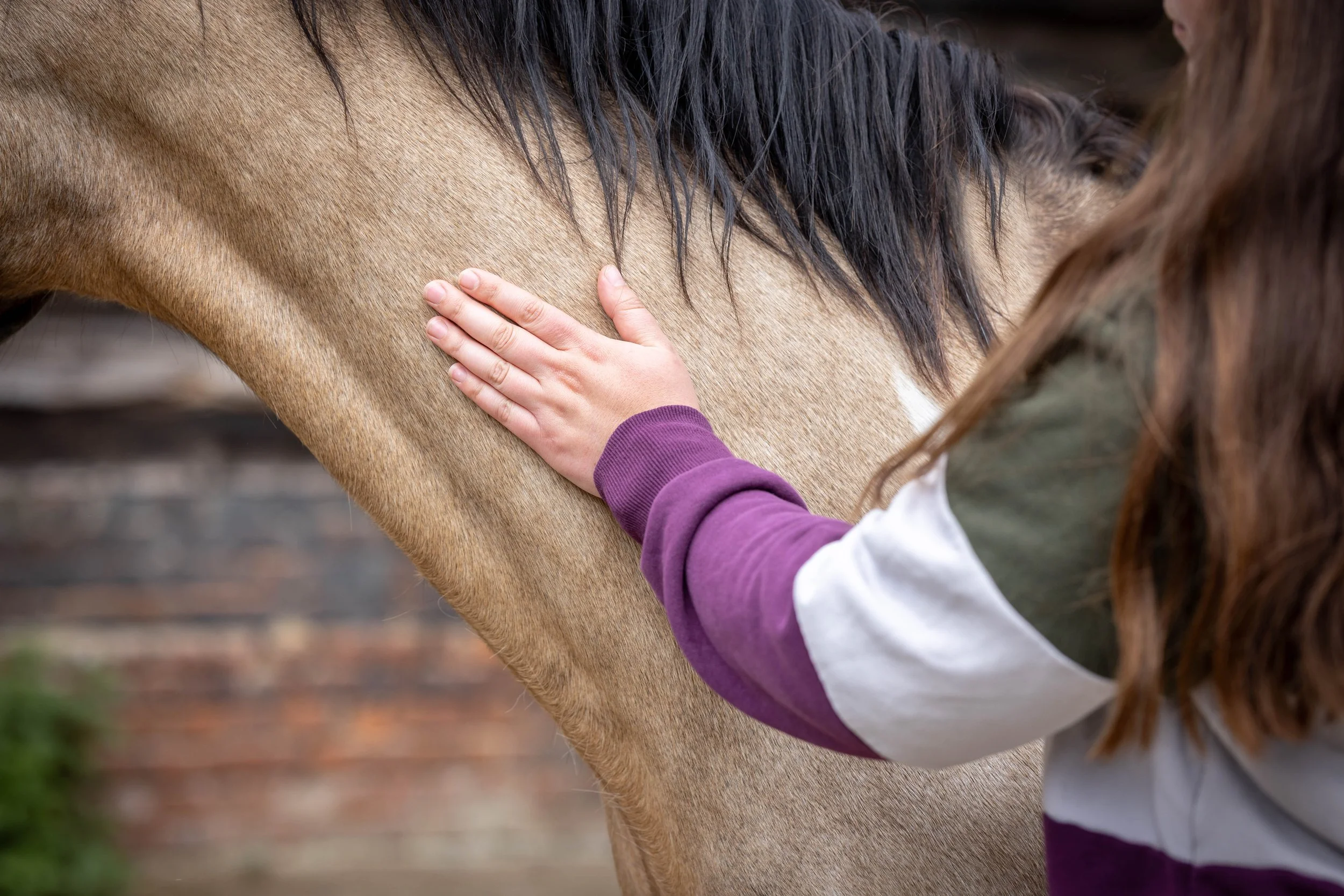 Understanding Strangles in horses – the symptoms, testing, and treatment
