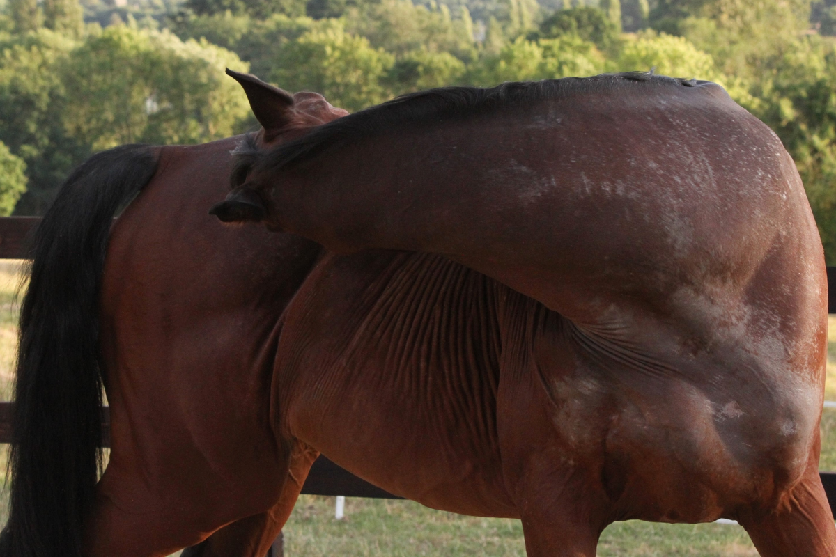 Sweet itch in horses: causes, symptoms and how to manage it