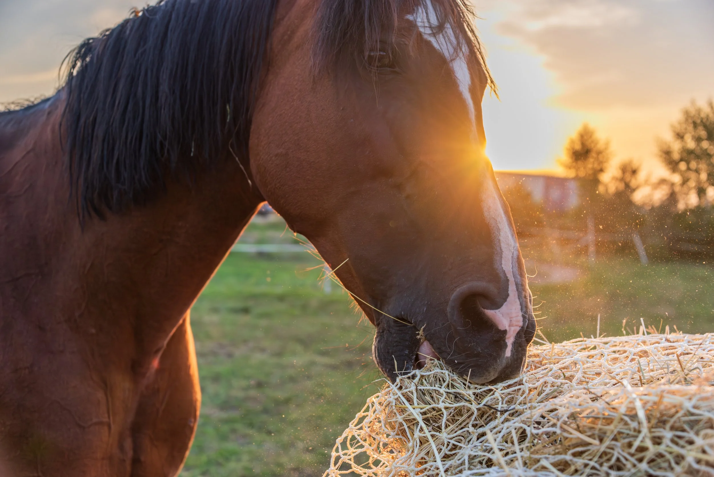Keeping you informed: Laminitis
