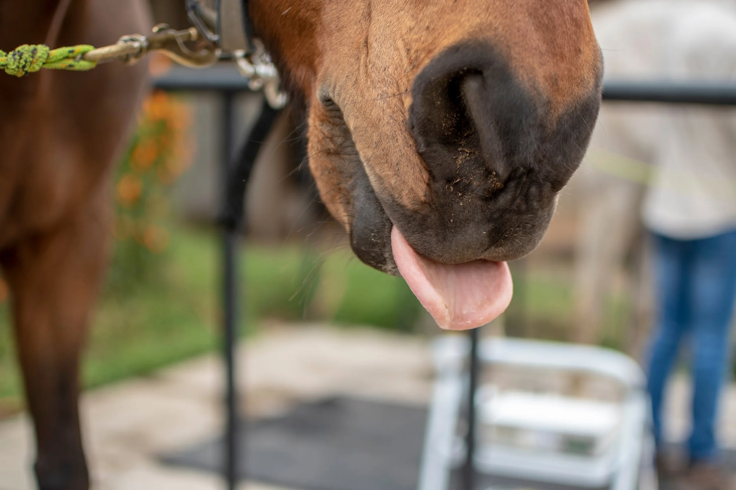 Keeping you informed: PPID (Cushing’s Disease) and EMS