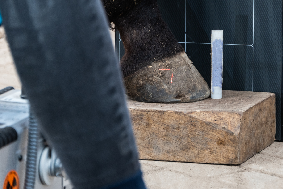 Foot balance X-rays in horses: when are they needed and what can they tell us?