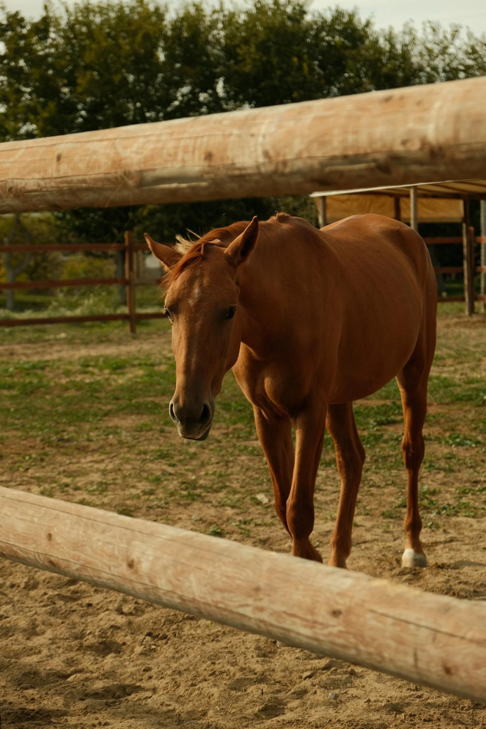 Hard ground and horse soundness: what owners should watch for