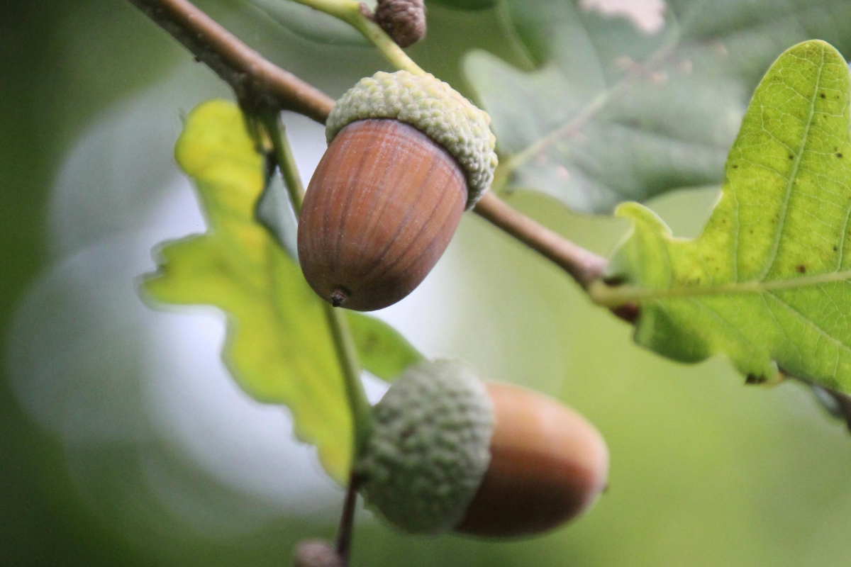 Acorn poisoning in horses: risks, symptoms and prevention