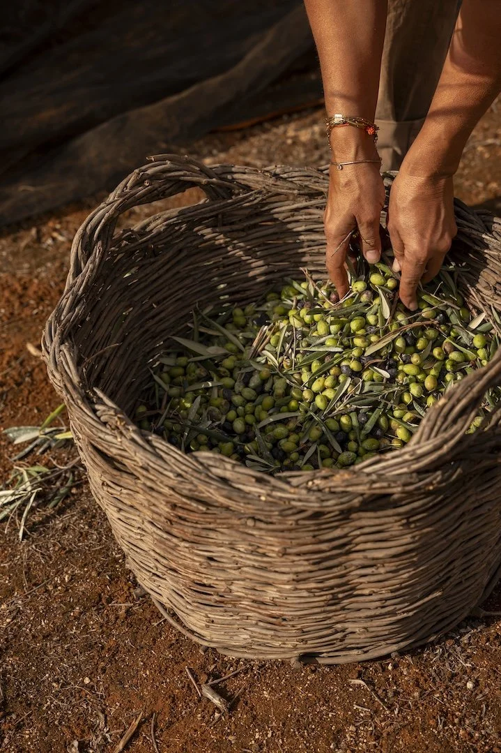 Olives in old basket.jpg