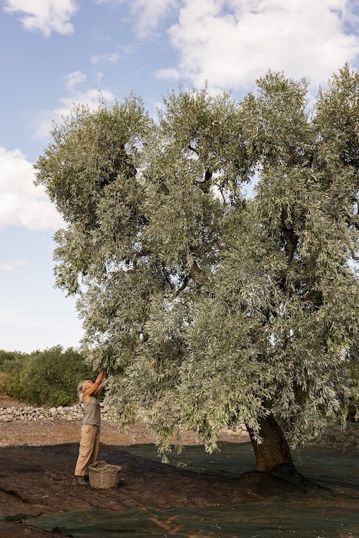 Big tree and Christina.jpg