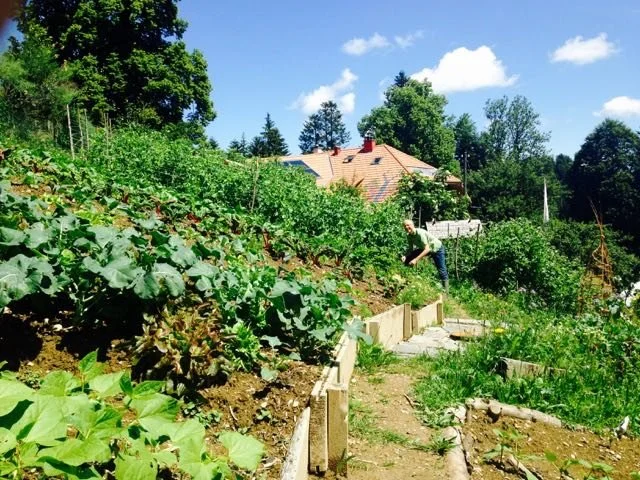 Praktischer Gemüsegarten-Kurs im Sommer