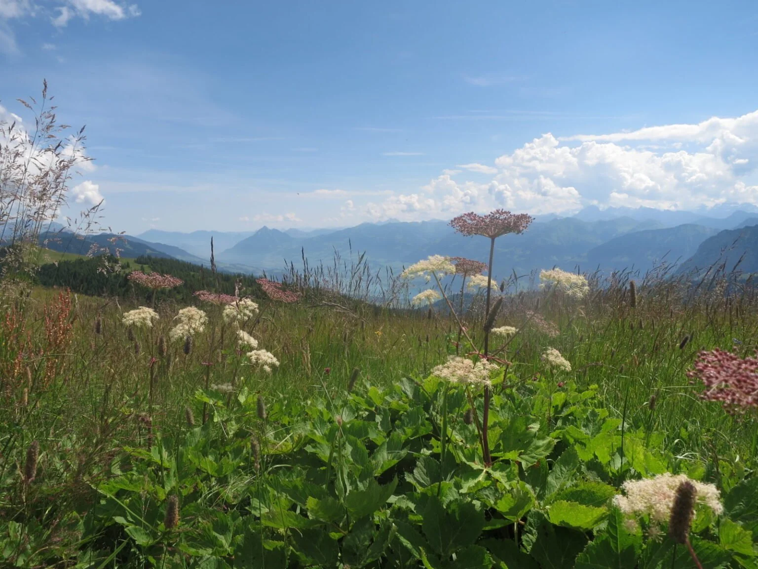 Kräuterkurs im Spätsommer: Heilpflanzen und Hydrolate aus Wildnis und Garten