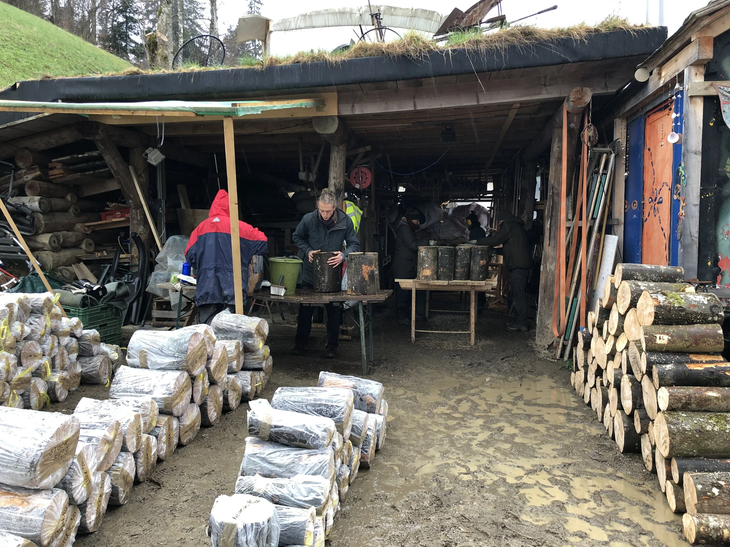 Hilf mit bei der Pilzrugel-Impfaktion