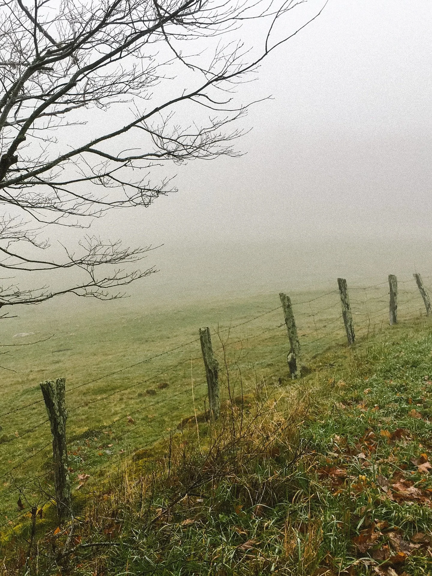 Good morning, November 🩶