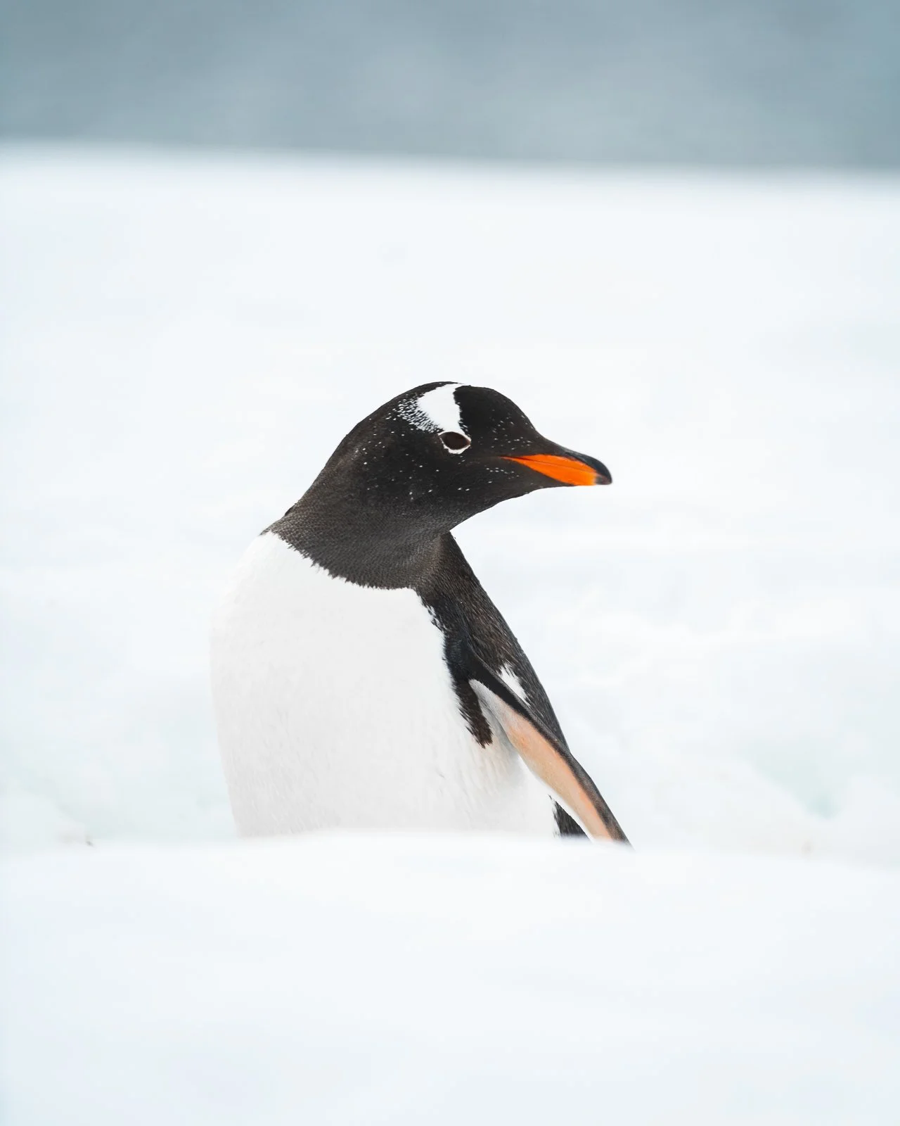 _DSC8750.jpg