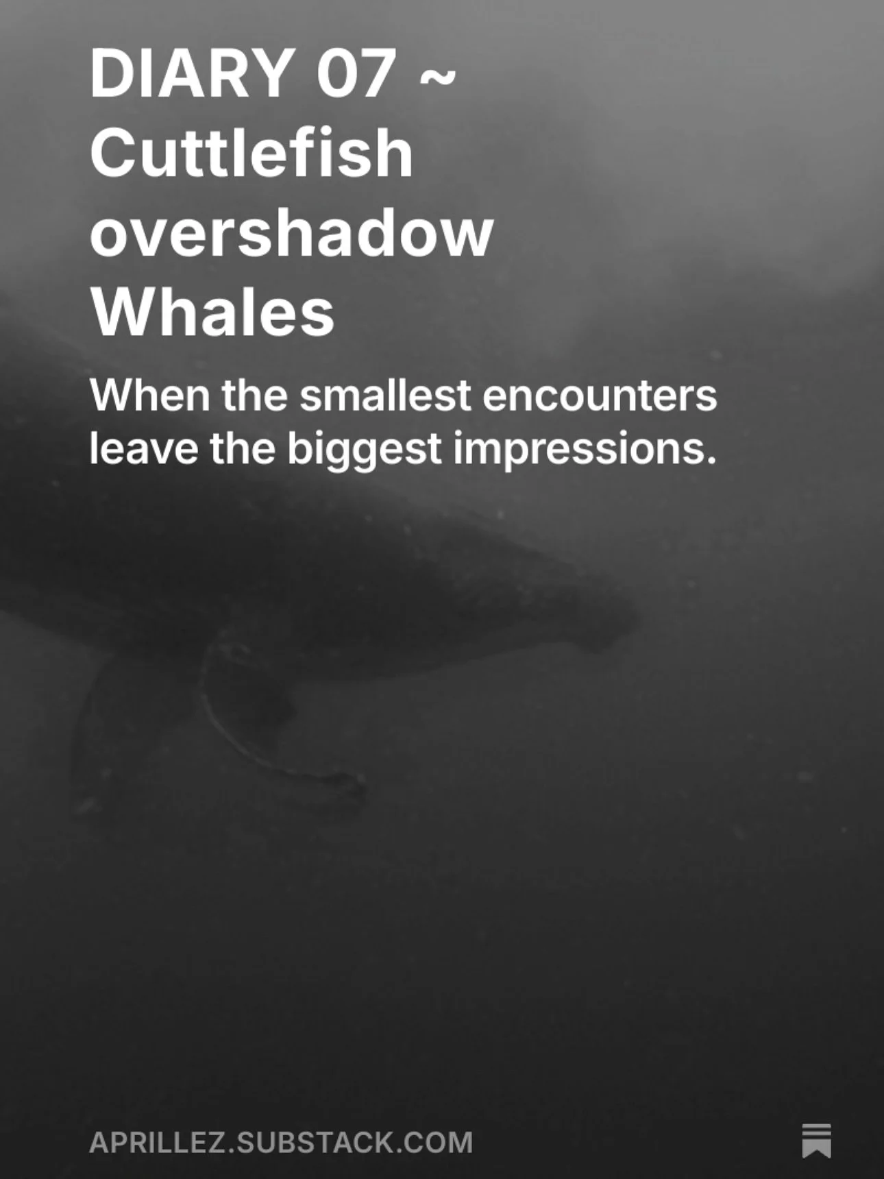 I haven&rsquo;t been very present on Instagram lately since wifi is limited out at sea, but I&rsquo;ve been writing offline and sharing my experiences on Substack each week. Would love for you to follow along. Its been the most incredible experience.