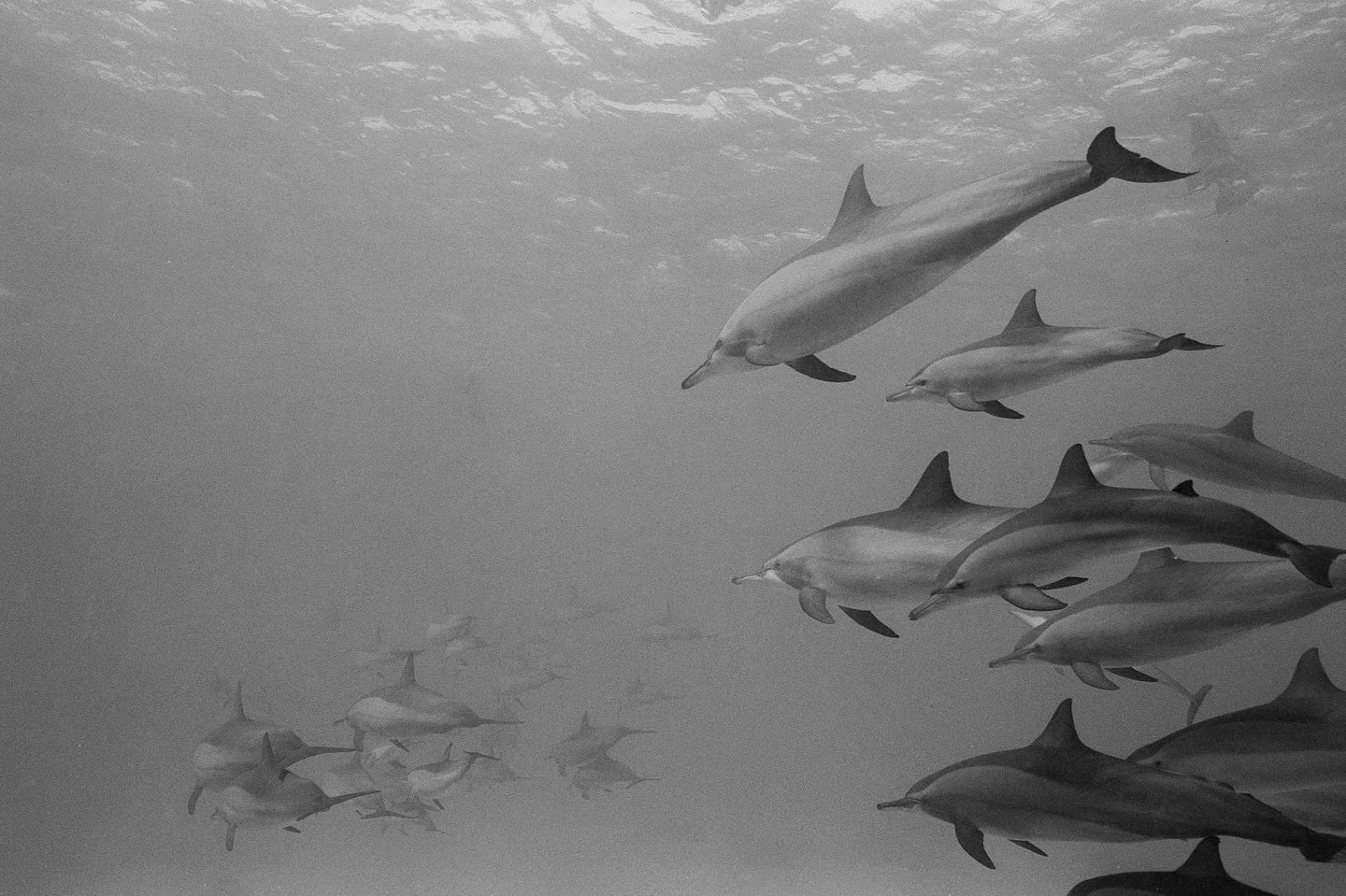 Some days I wish I could stay underwater forever and only surface briefly 💭 🎞️
#nikonos