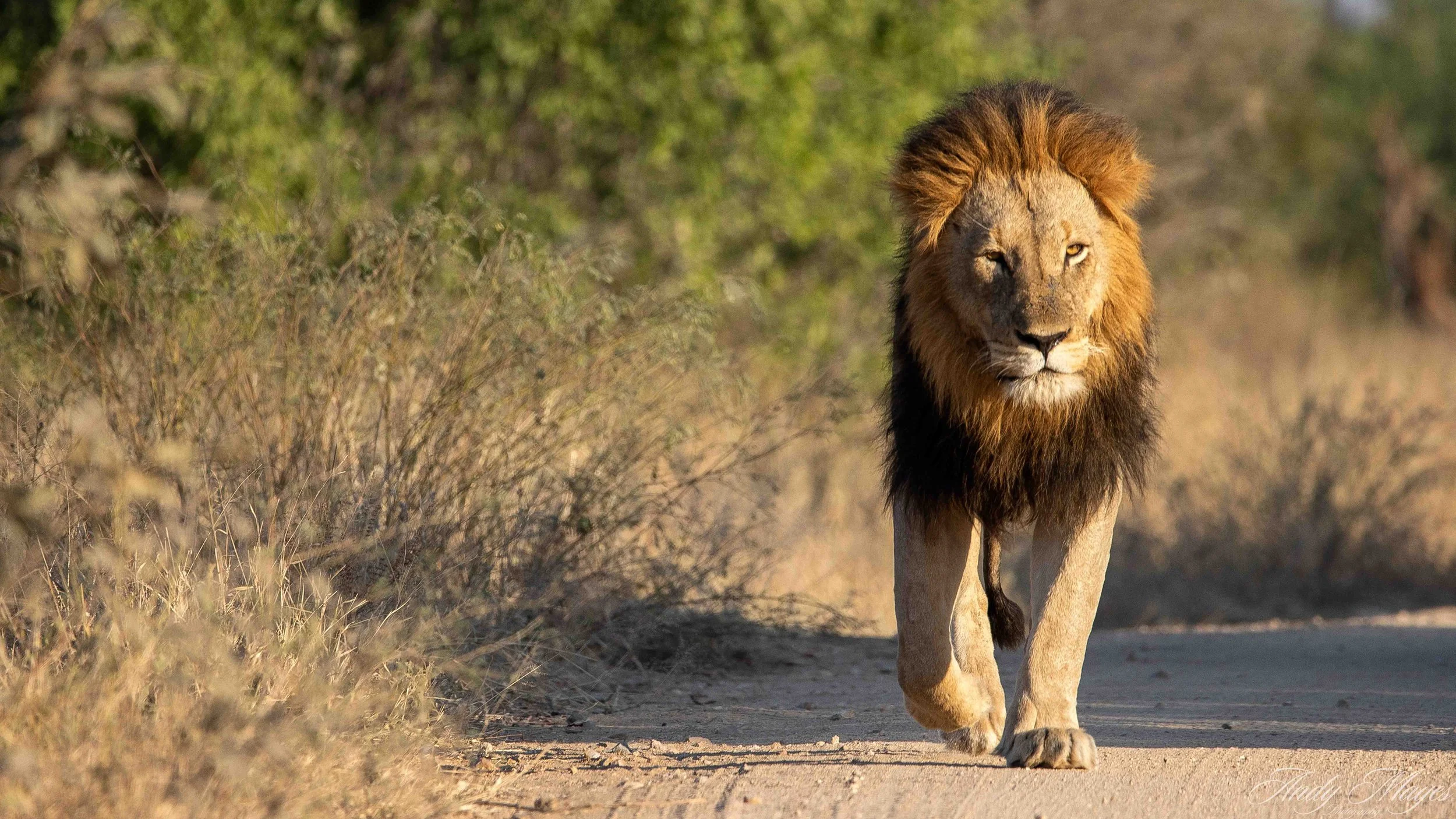 Kruger PArk - 2025-07-04 (165) pp (pi).jpg