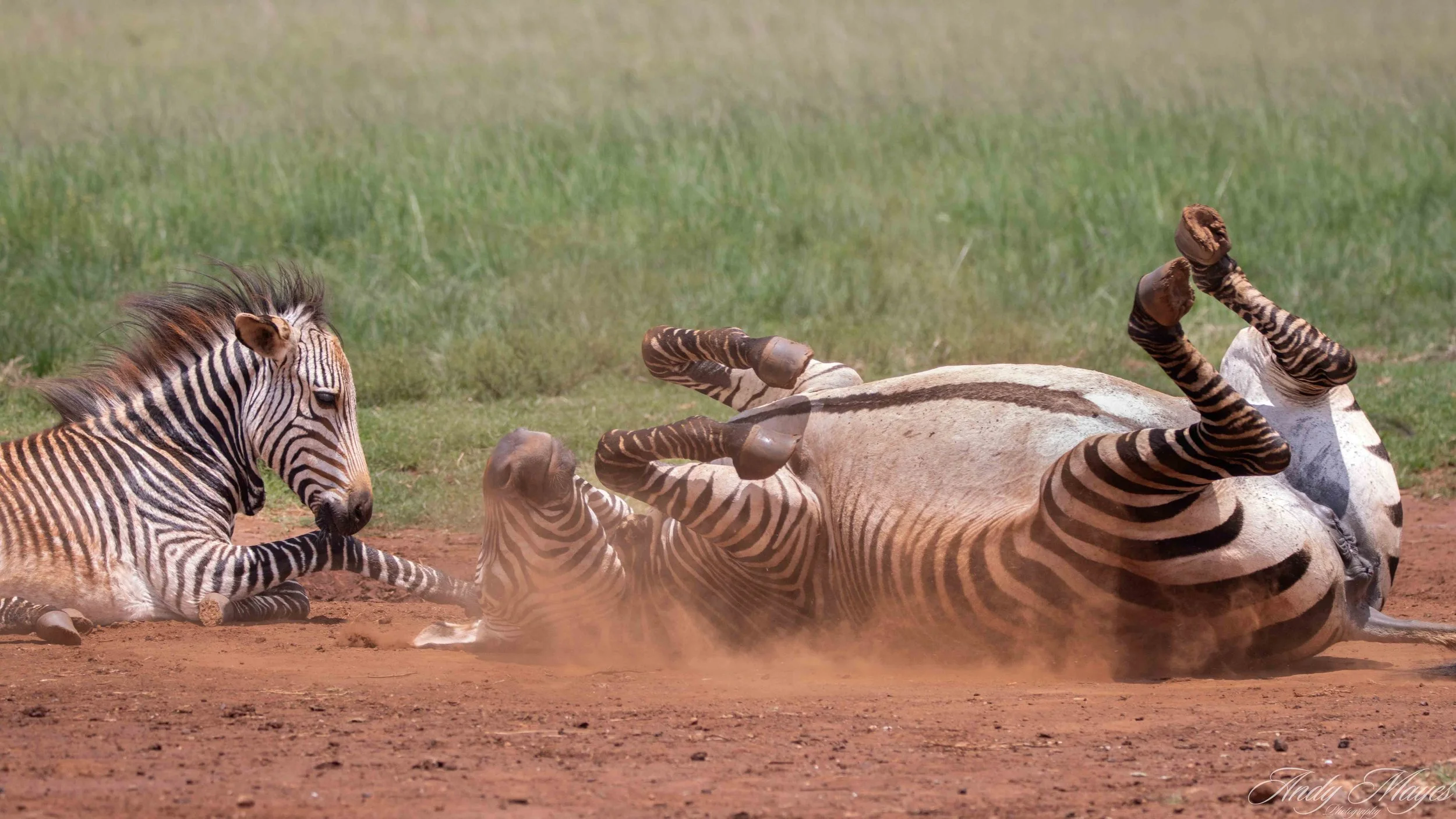 Rhino and Lion Park - 2025-12-20 (282) pp (na).jpg