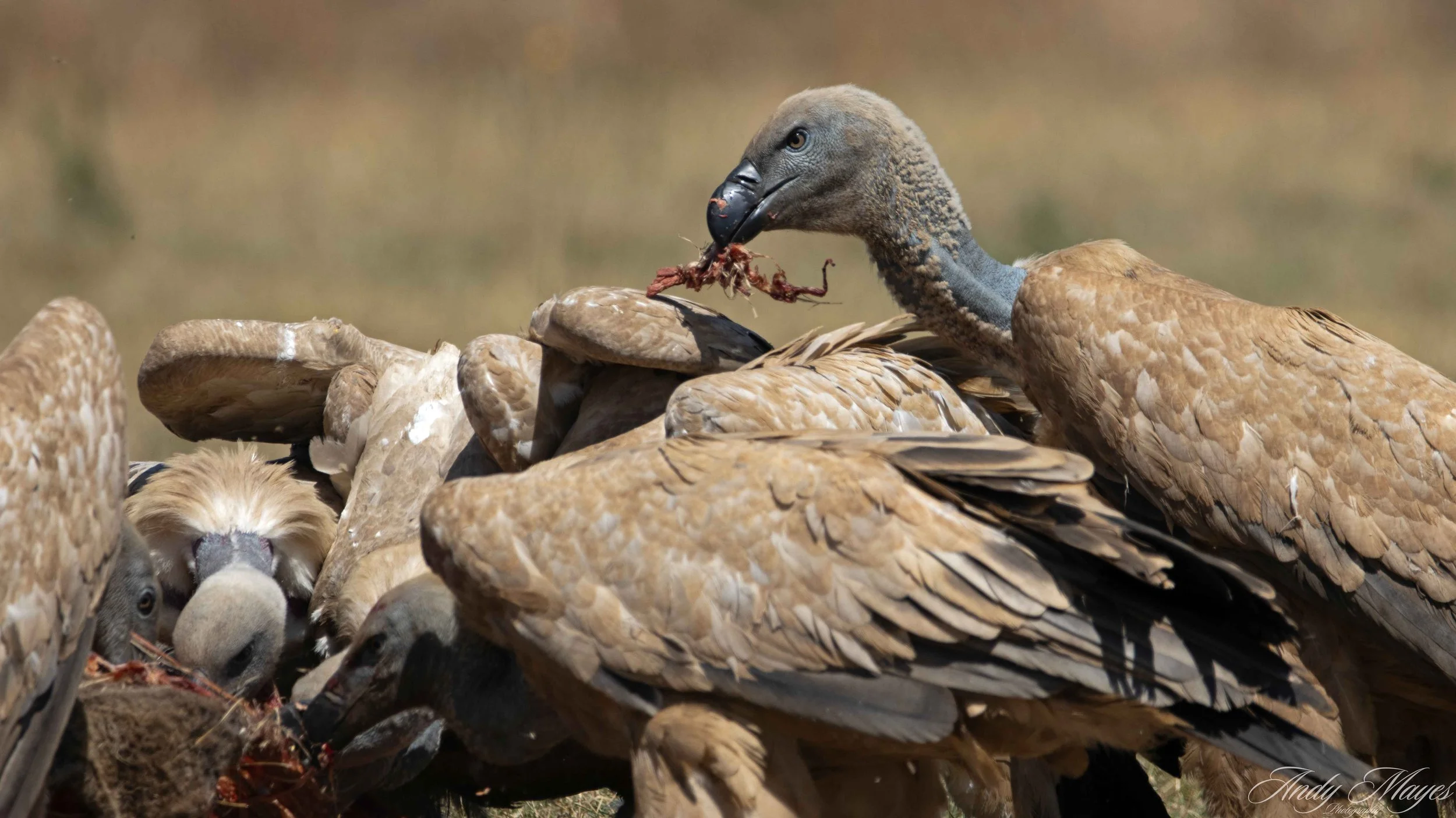 Rhino and Lion Park - 2025-10-16 (151) pp (na).jpg
