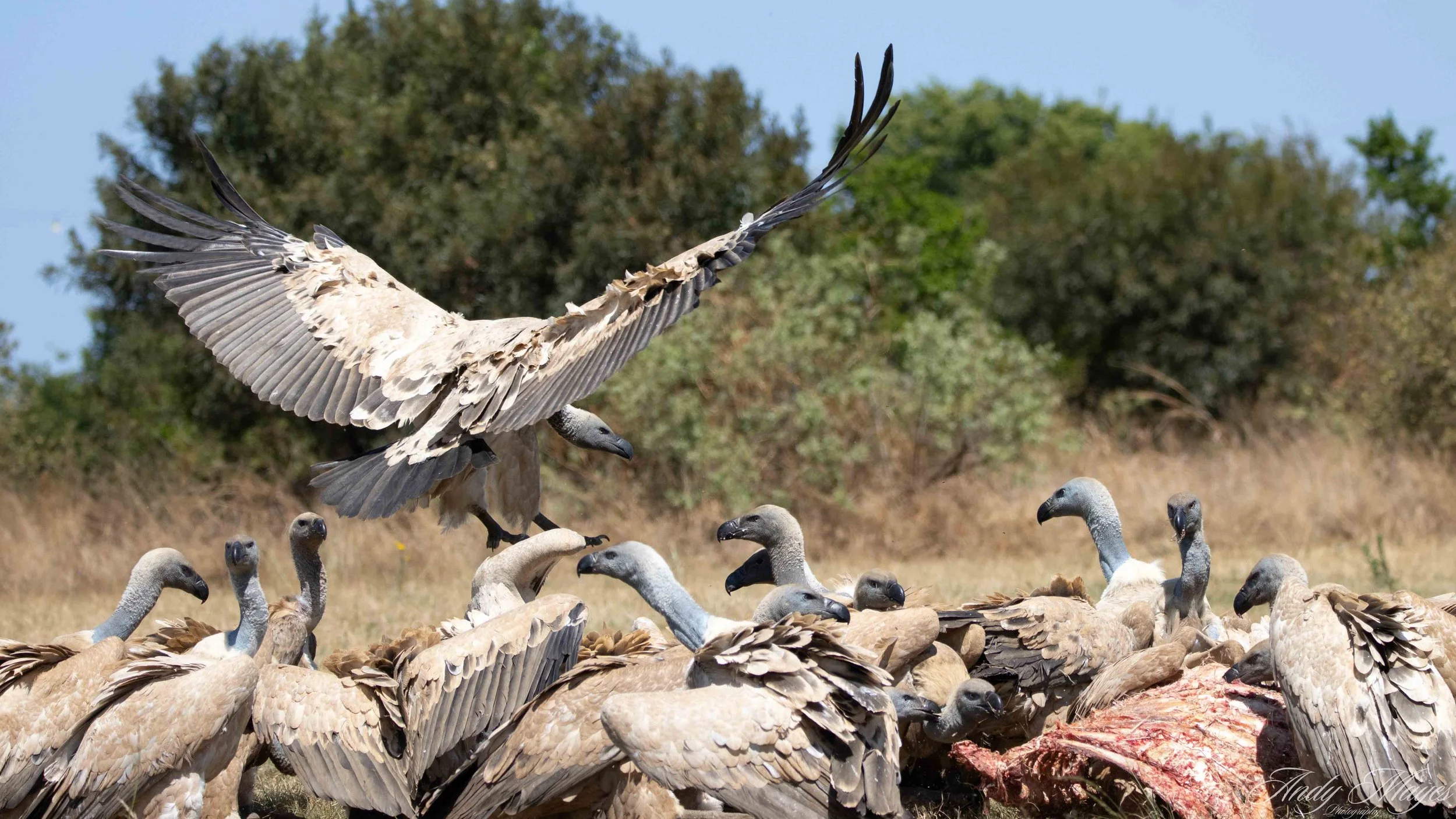 Rhino and Lion Park - 2025-10-16 (179) pp (na).jpg