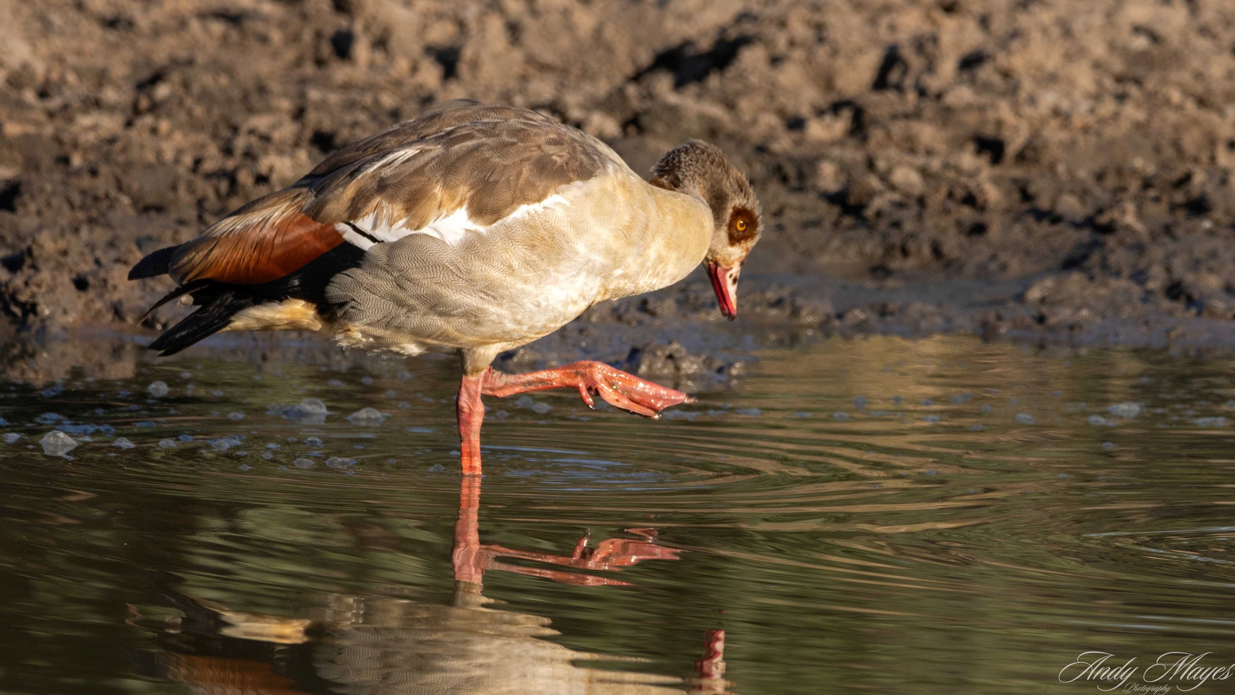 Kruger PArk - 2025-07-04 (273) pp (na).jpg