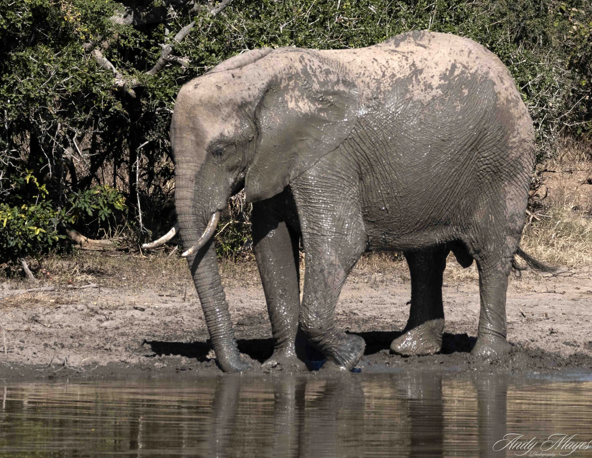 Kruger Park - 2025-06-03 (191) pp (na).jpg