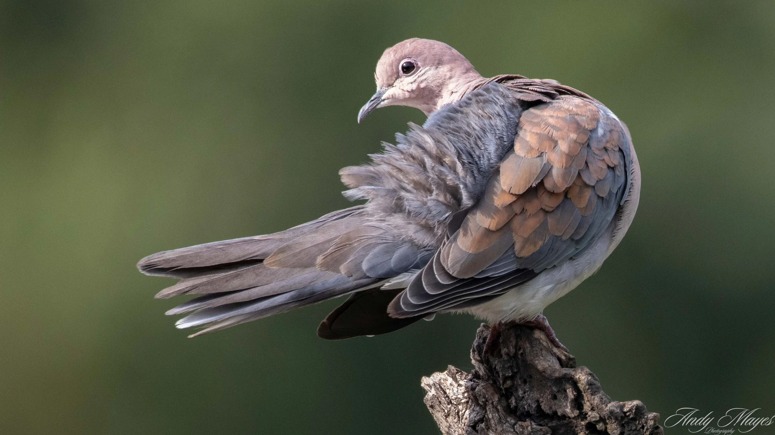 Walter Sisulu Botanical Gardens - 2025-03-20 (1035) pp (na).jpg